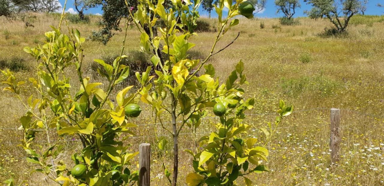 לינה וארוחת בוקר Vila Verde de Ficalho Monte Anna מראה חיצוני תמונה